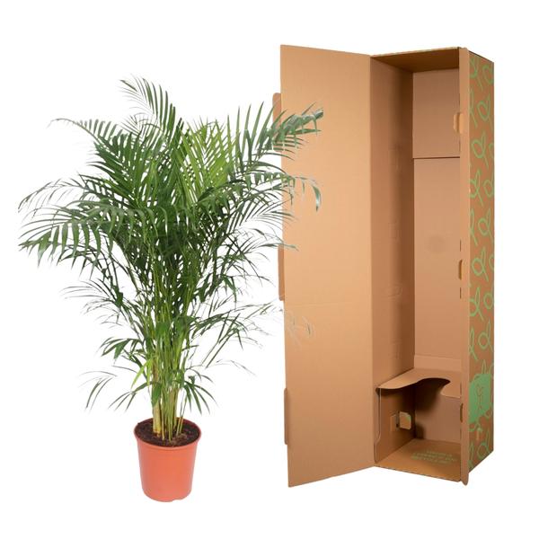 Dypsis Lutescens (Areca Palme)