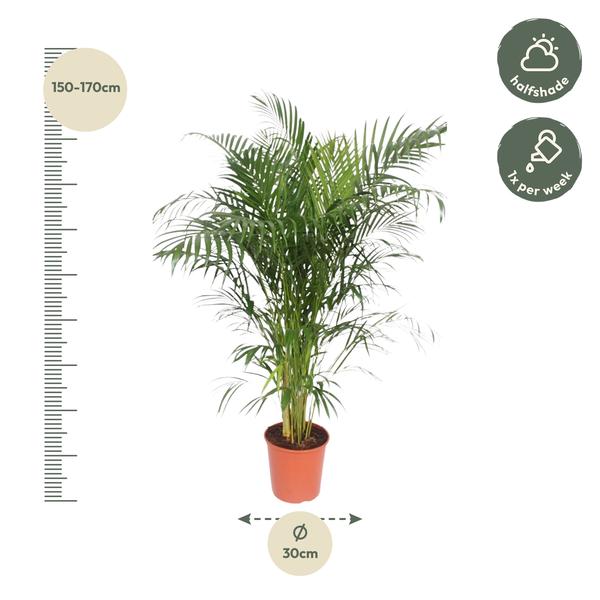 Dypsis Lutescens (Areca Palme)