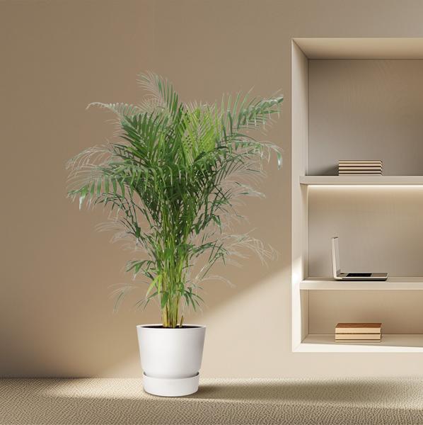 Dypsis Lutescens (Areca Palme)