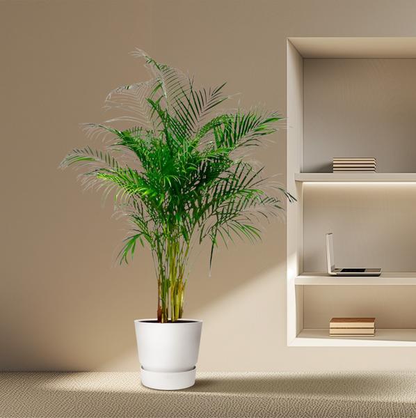 Dypsis Lutescens (Areca Palme)