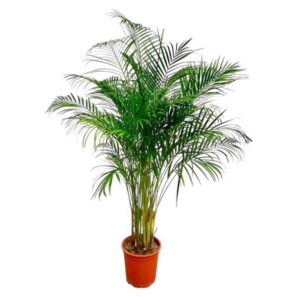 Dypsis Lutescens (Areca Palme)