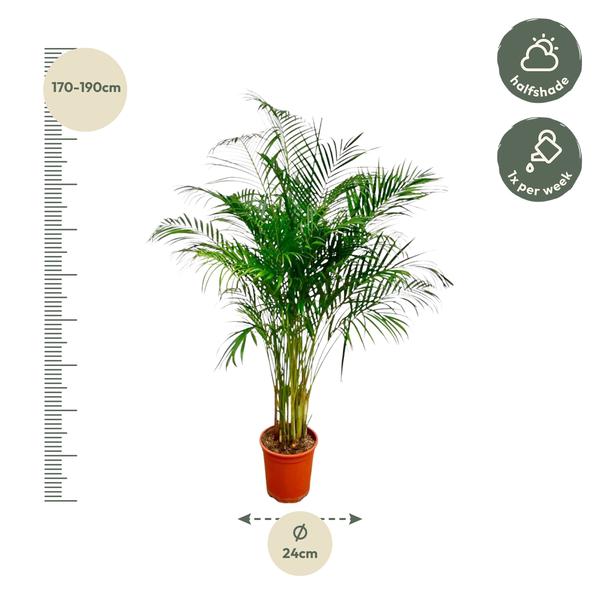 Dypsis Lutescens (Areca Palme)
