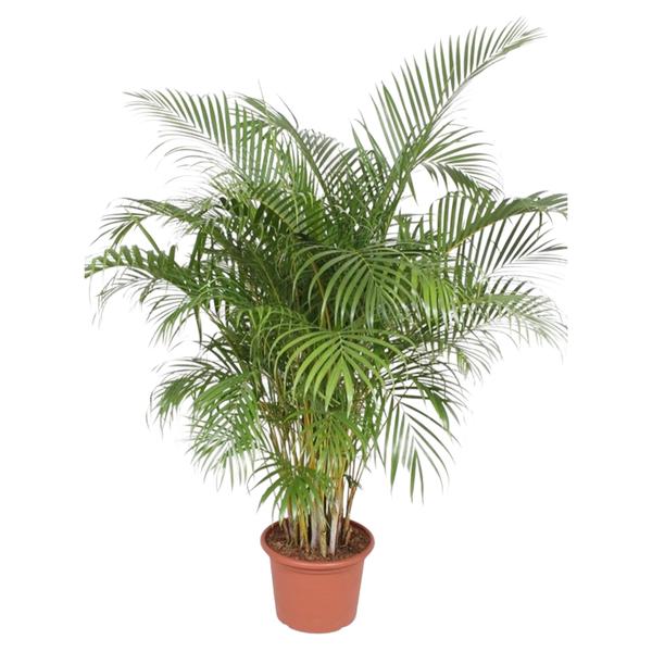 Dypsis Lutescens (Areca Palme)