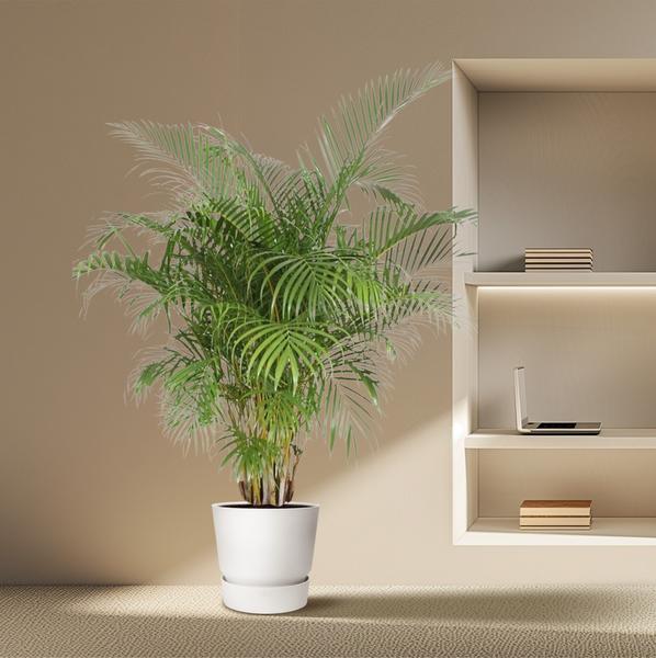 Dypsis Lutescens (Areca Palme)