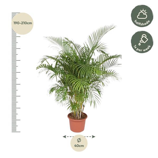 Dypsis Lutescens (Areca Palme)