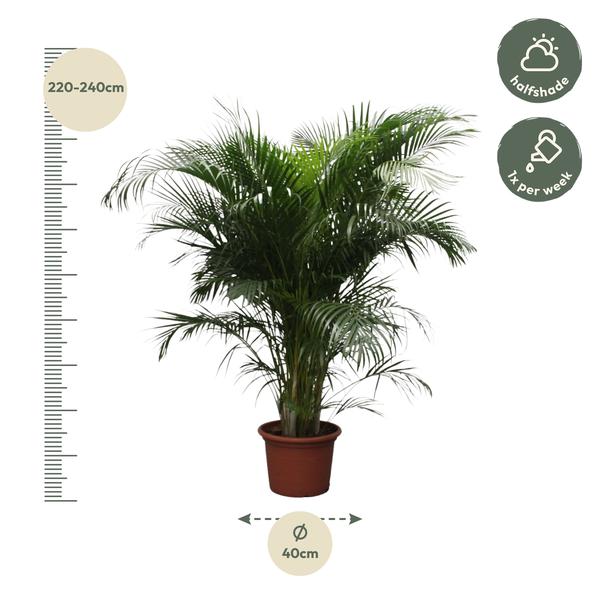 Dypsis Lutescens (Areca Palme)