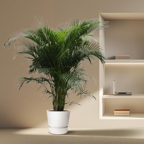 Dypsis Lutescens (Areca Palme)