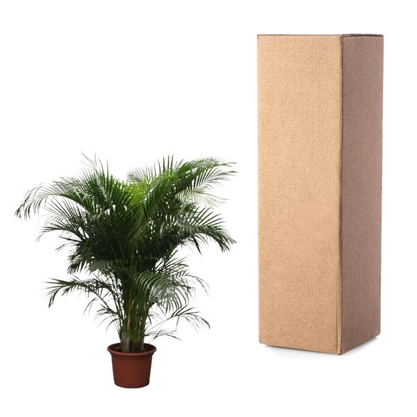 Dypsis Lutescens (Areca Palme)