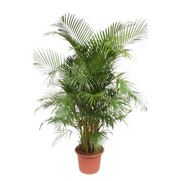 Dypsis Lutescens (Areca Palme)