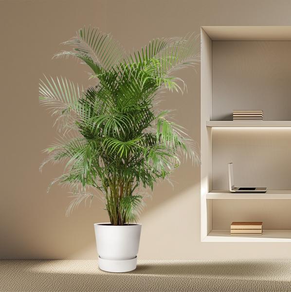 Dypsis Lutescens (Areca Palme)