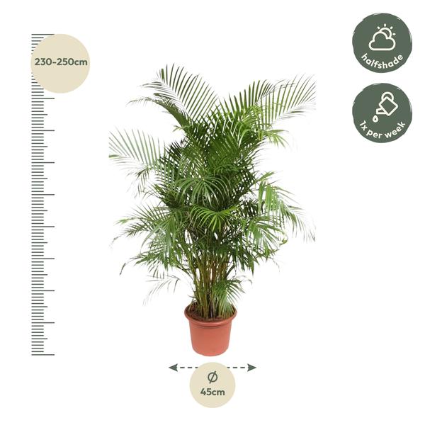 Dypsis Lutescens (Areca Palme)