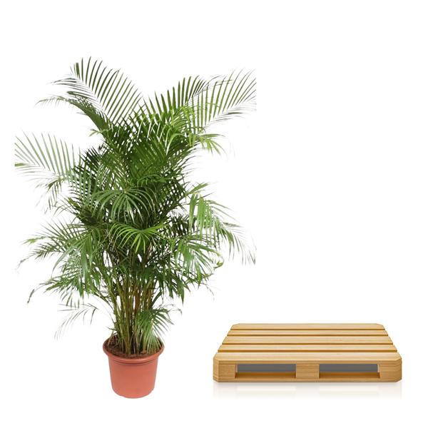 Dypsis Lutescens (Areca Palme)