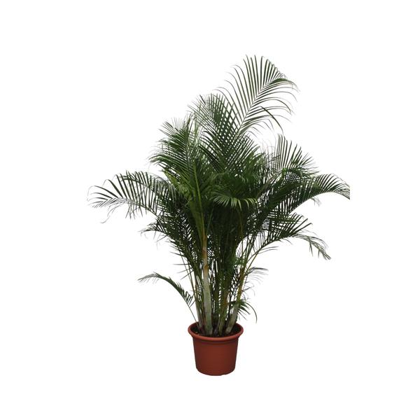 Dypsis Lutescens (Areca Palme)
