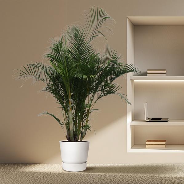 Dypsis Lutescens (Areca Palme)