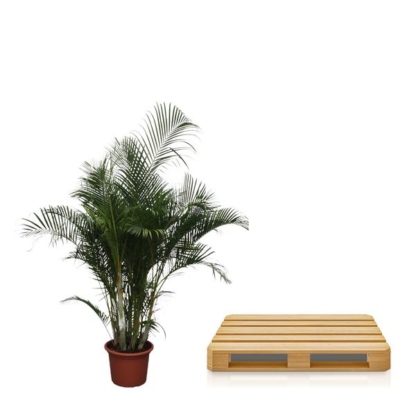 Dypsis Lutescens (Areca Palme)