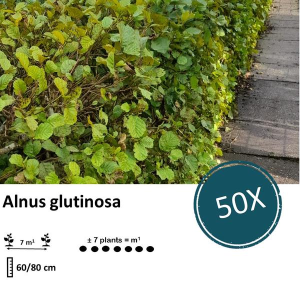 Alnus glutinosa – Schwarzerle wurzelnackt