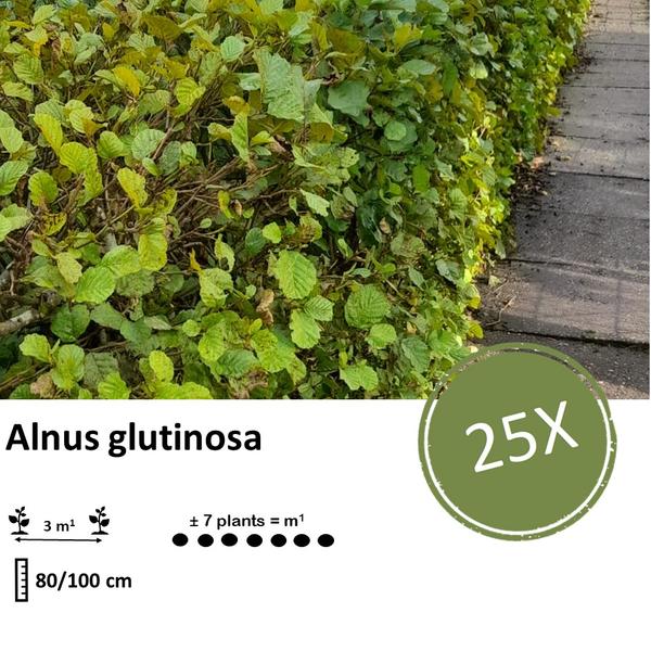 Alnus glutinosa – Schwarzerle wurzelnackt