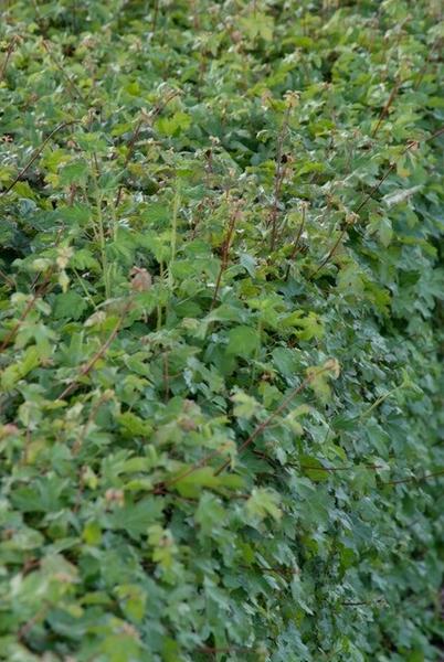 Acer campestre – Feldahorn wurzelnackt