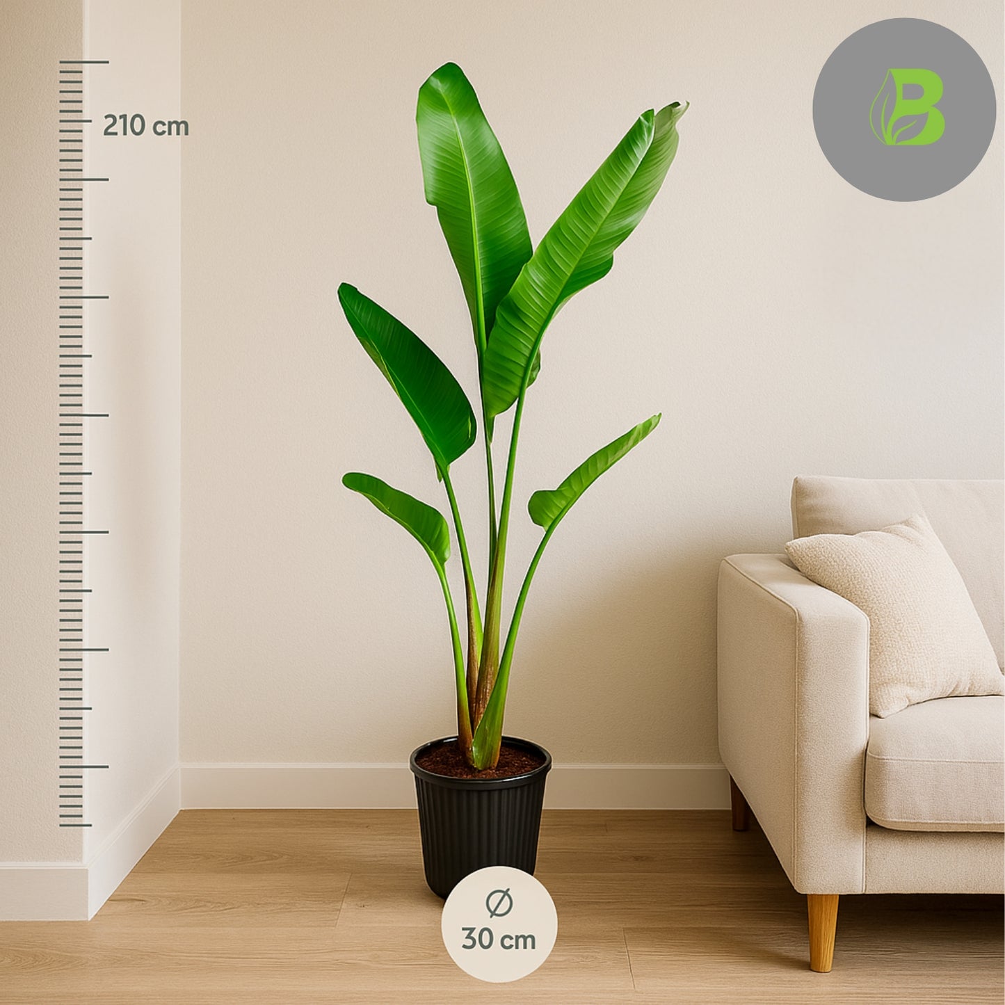 Strelitzia Augusta – 210 cm, Ø 30 cm