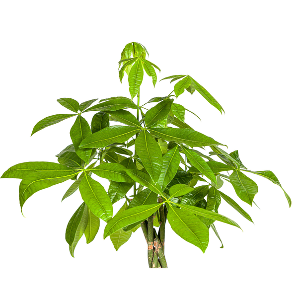 Pachira Aquatica – Glückskastanie mit Zopf-Stamm
