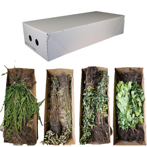 Acer campestre – Feldahorn wurzelnackt