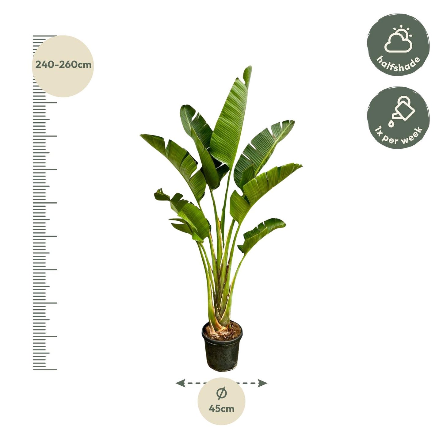 Strelitzia Augusta – 250 cm, Ø 45 cm