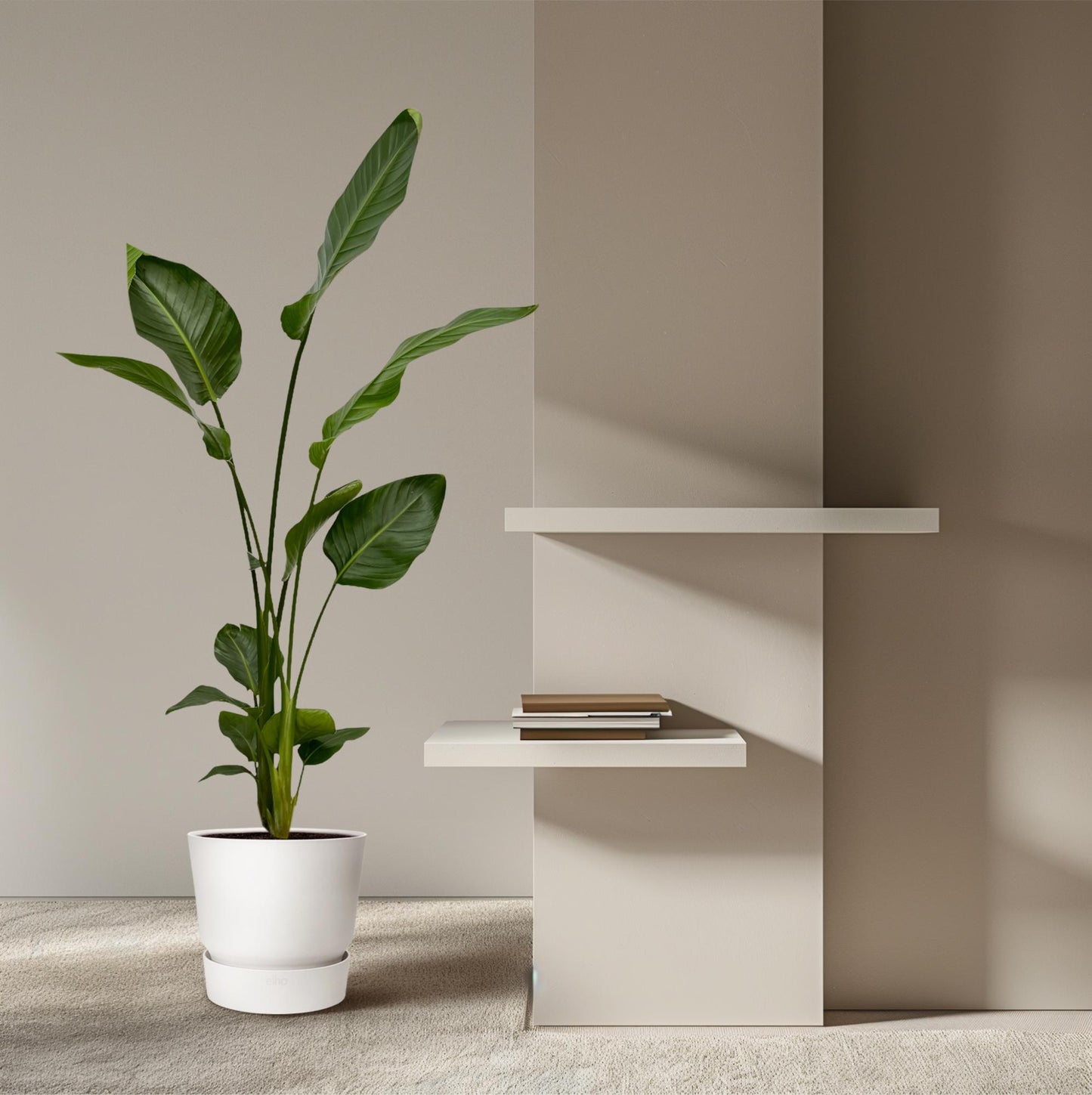 2x Strelitzia Nicolai – 130 cm, Ø 17 cm