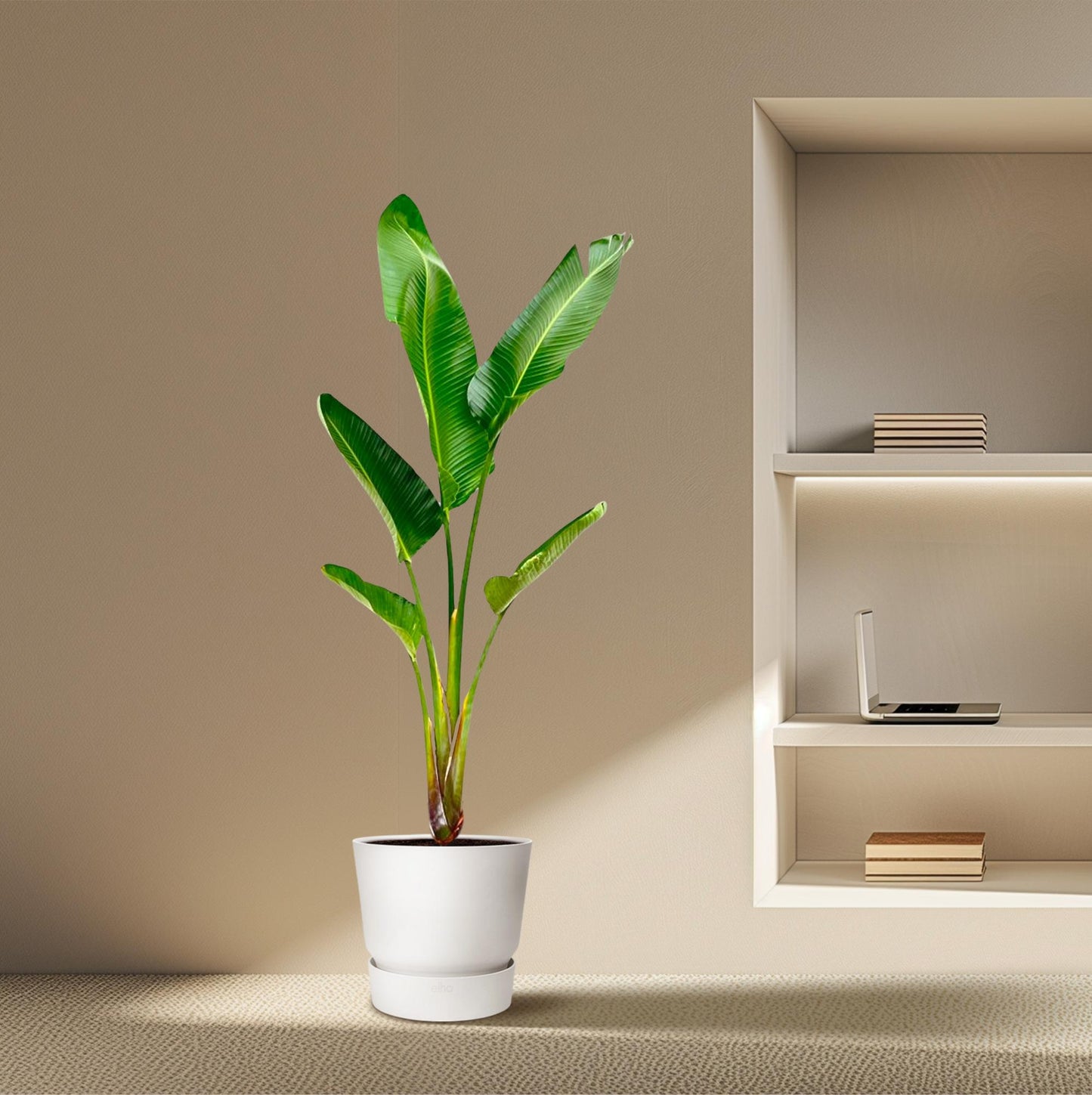 Strelitzia Augusta – 210 cm, Ø 30 cm
