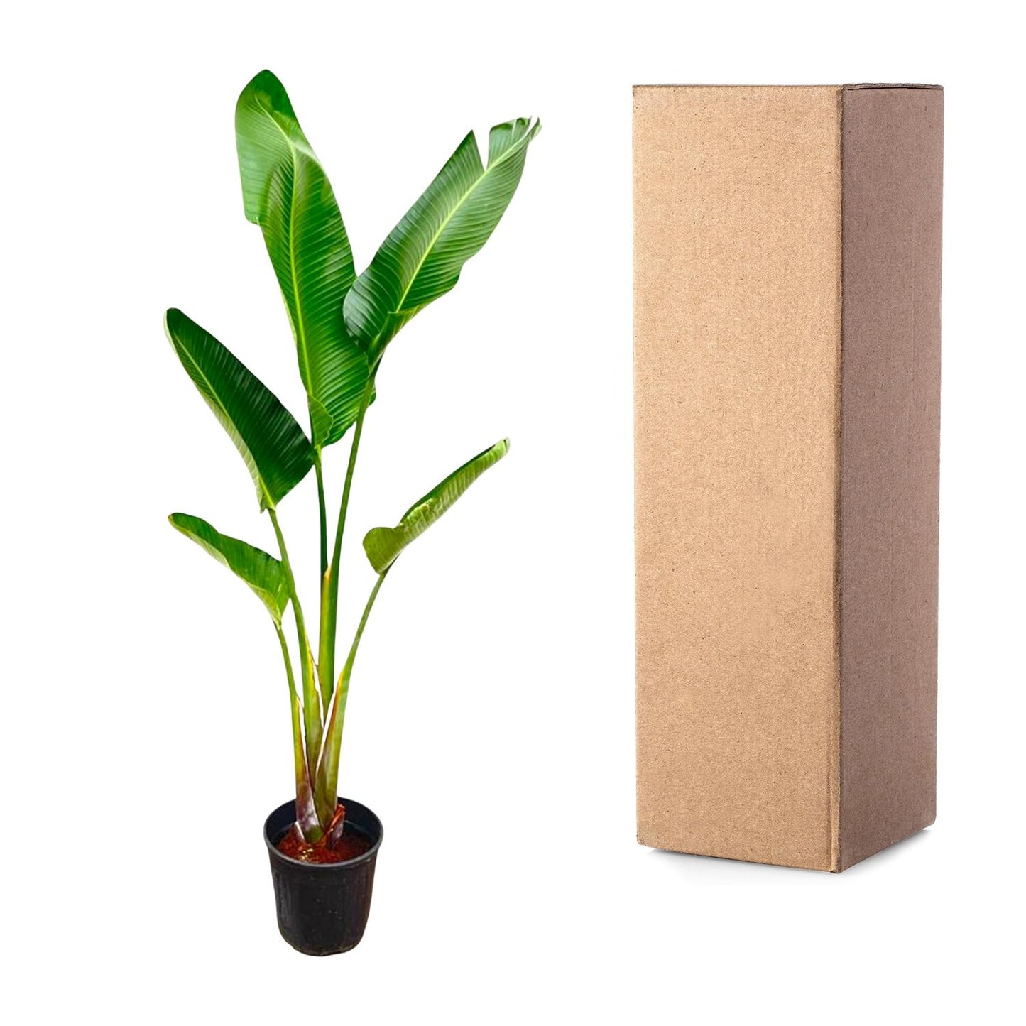 Strelitzia Augusta – 210 cm, Ø 30 cm