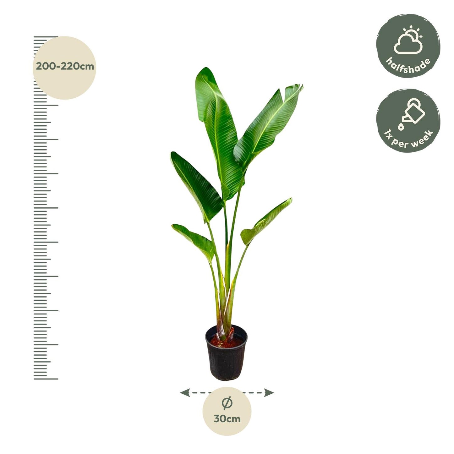 Strelitzia Augusta – 210 cm, Ø 30 cm