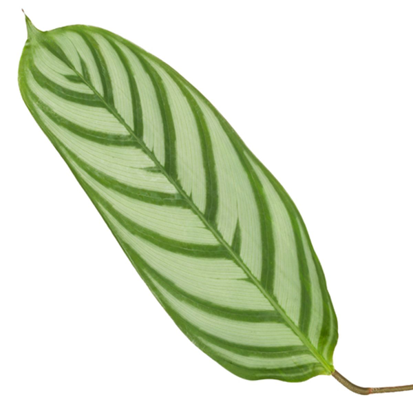 Calathea Compactstar – 80 cm, Ø 19 cm