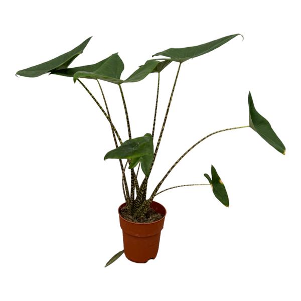 Alocasia Zebrina – 100 cm, Ø 21 cm