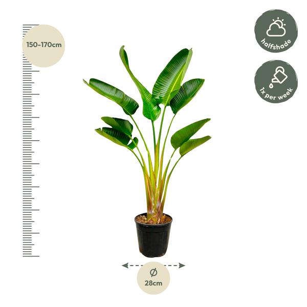 Strelitzia Augusta – 160 cm, Ø 28 cm