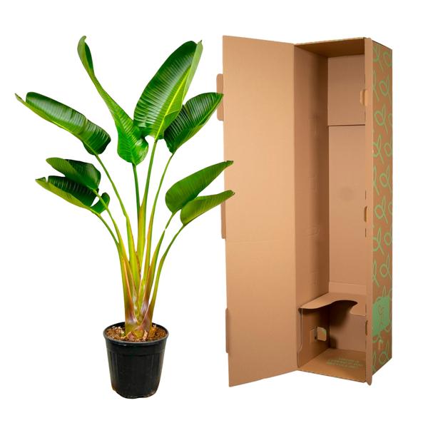 Strelitzia Augusta – 160 cm, Ø 28 cm