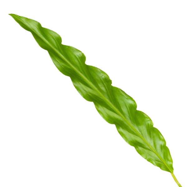 Calathea Bluegrass – 35 cm, Ø 12 cm