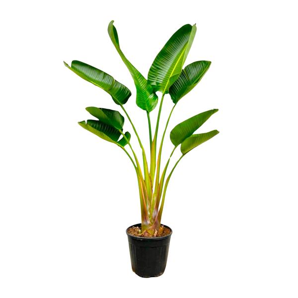 Strelitzia Augusta – 160 cm, Ø 28 cm