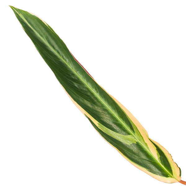 Calathea Triostar (Stromanthe) – 80 cm, Ø 19 cm