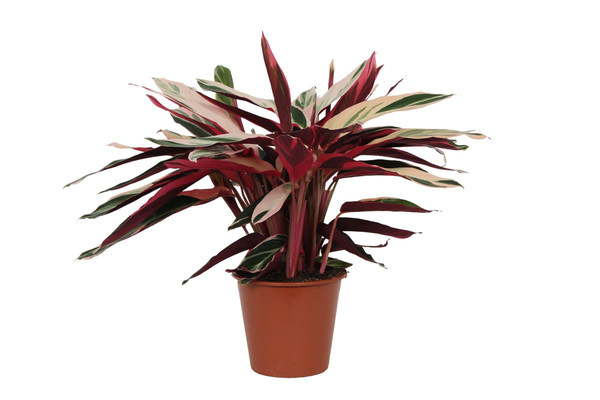 Calathea Triostar (Stromanthe) – 80 cm, Ø 19 cm