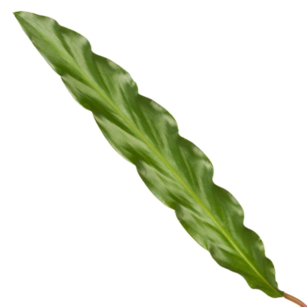 Calathea Elgergrass – 40 cm, Ø 12 cm