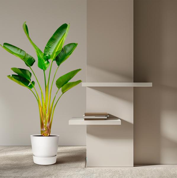 Strelitzia Augusta – 160 cm, Ø 28 cm