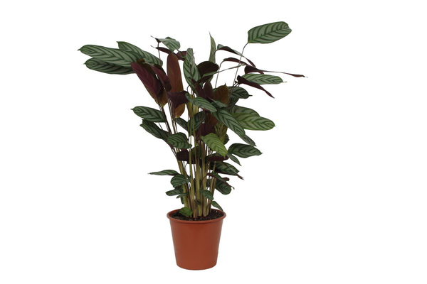 Calathea Compactstar – 80 cm, Ø 19 cm