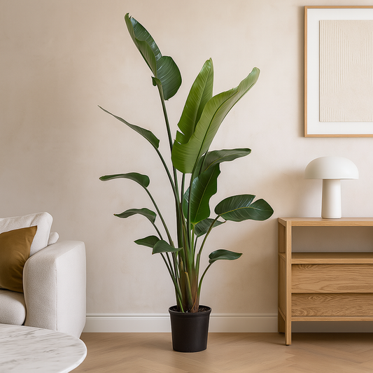 Strelitzia Nicolai XXL – 210 cm, Ø 27 cm