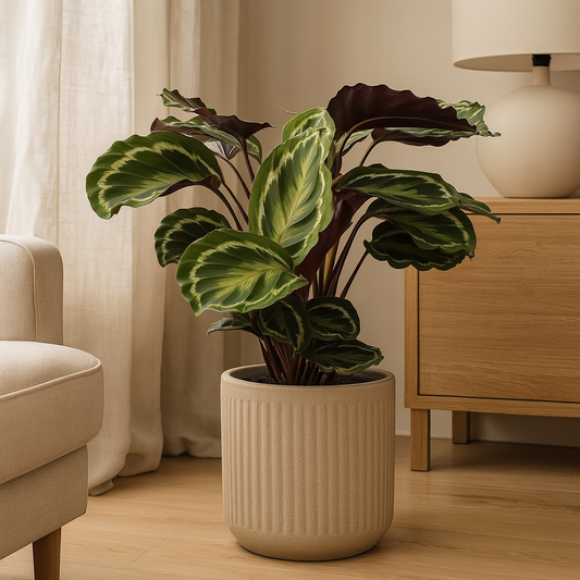 Calathea Medallion – 80 cm, Ø 19 cm