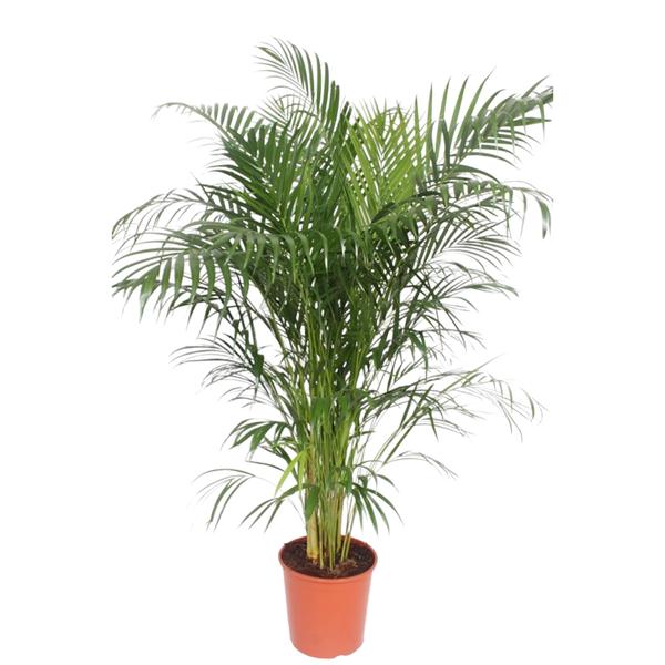 Dypsis Lutescens (Areca Palme)