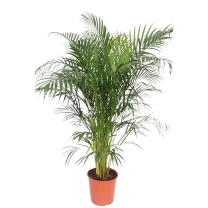 Dypsis Lutescens (Areca Palme)