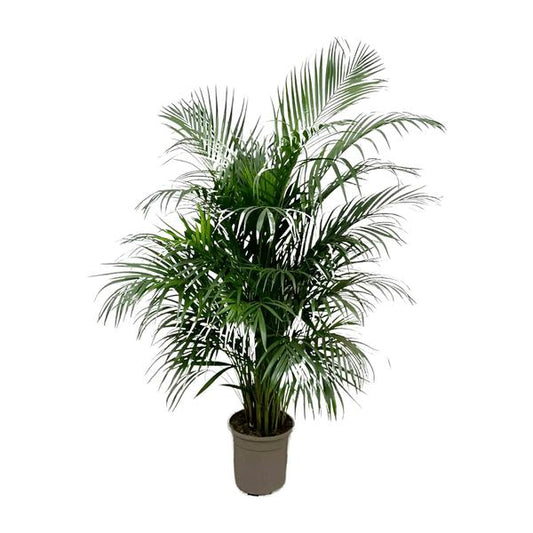 Dypsis Lutescens (Areca Palme)