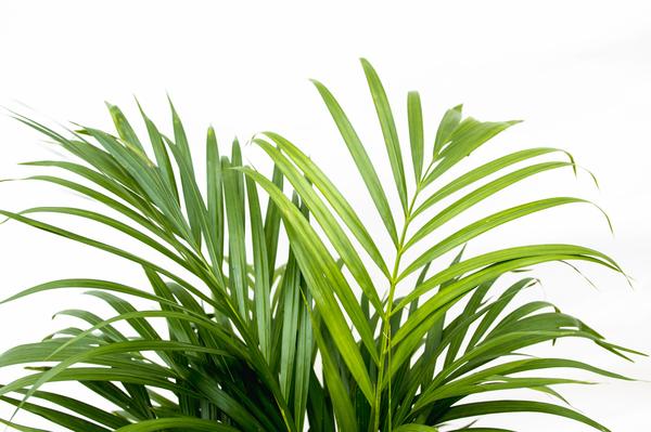 Dypsis Lutescens (Areca Palme)