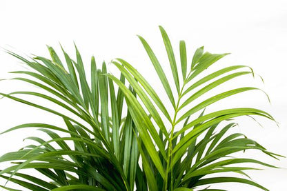 Dypsis Lutescens (Areca Palme)