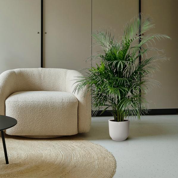 Dypsis Lutescens (Areca Palme)