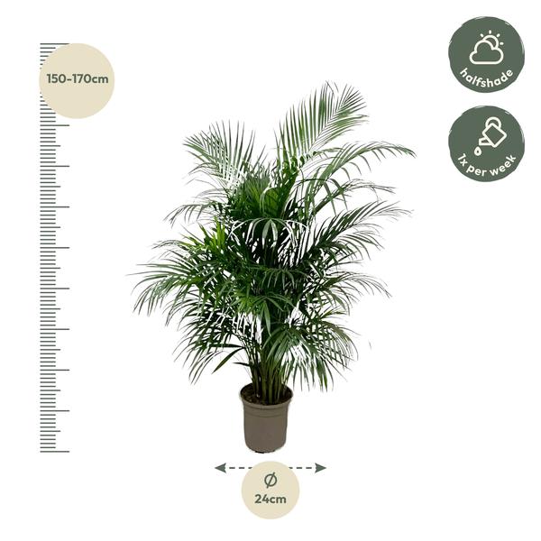 Dypsis Lutescens (Areca Palme)